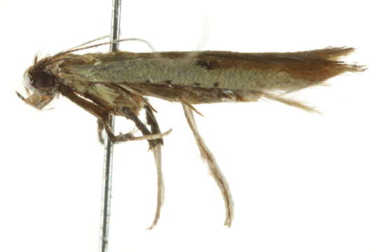 Image of Caloptilia violacella (Clemens 1860)