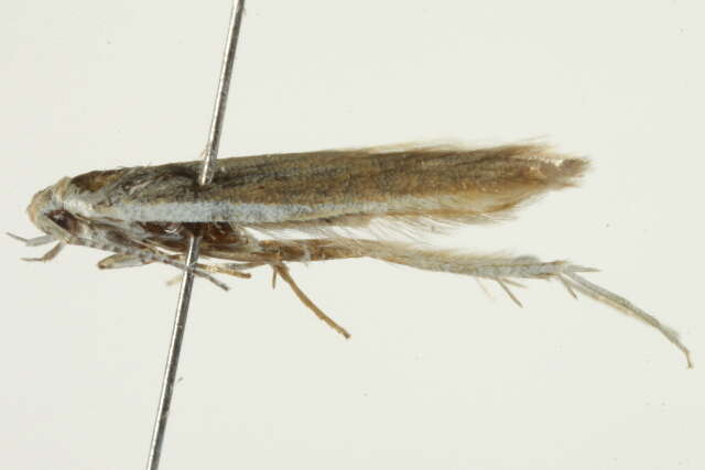 صورة Coleophora cretaticostella Clemens 1860