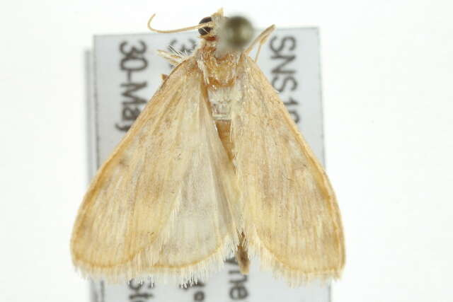 Ostrinia obumbratalis Lederer 1863 resmi