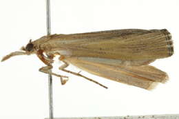 Image of Pediasia trisecta CS