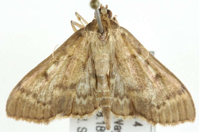 Image of Serpentine Webworm