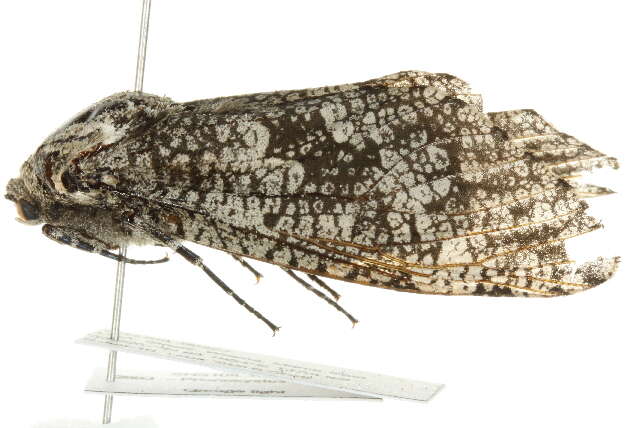 Image of Carpenterworm Moth