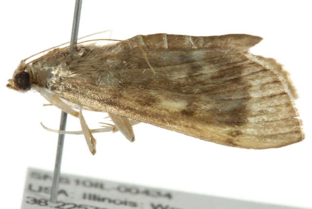 Image of Serpentine Webworm