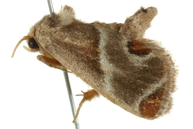 Image of Shagreened Slug Moth