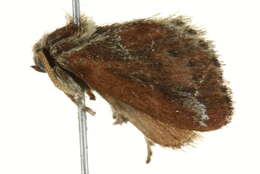 Image of <i>Adoneta inuloides</i>