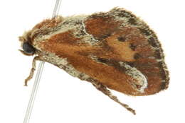 Image of <i>Adoneta inuloides</i>