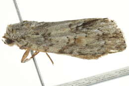 Image of Exiled Dagger Moth