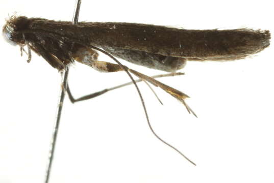 Image of Caloptilia sassafrasella (Chambers 1876)