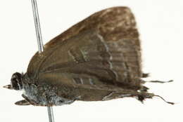 Image of Banded Hairstreak