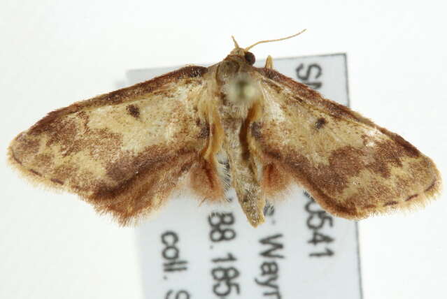 صورة <i>Idaea furciferata</i>