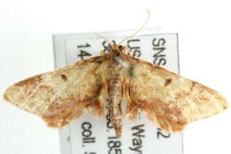 صورة <i>Idaea furciferata</i>