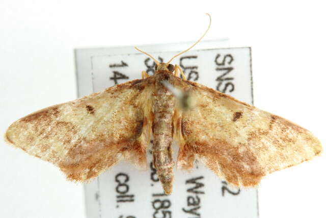 صورة <i>Idaea furciferata</i>