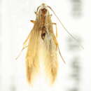 Image of Coleophora argentialbella Chambers 1874