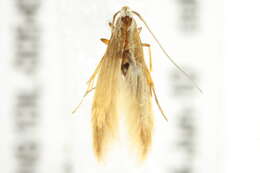 Image of Coleophora argentialbella Chambers 1874