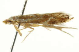 Image of Lyonetiidae