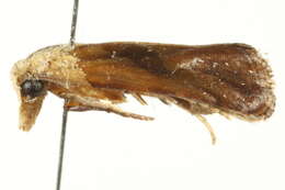 Image de <i>Eugnosta bimaculana</i>