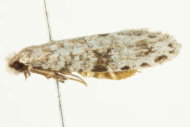 Image of Nemapogon acapnopennella (Clemens 1863)