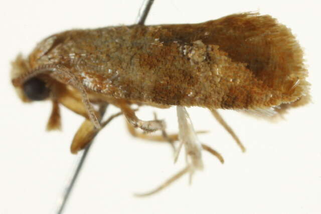 Image de <i>Cochylis bucera</i>