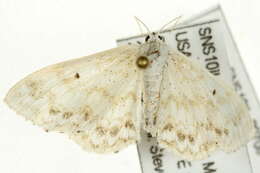 Image of <i>Idaea obfusaria</i>