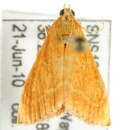 Image of Aethiophysa lentiflualis Zeller 1872
