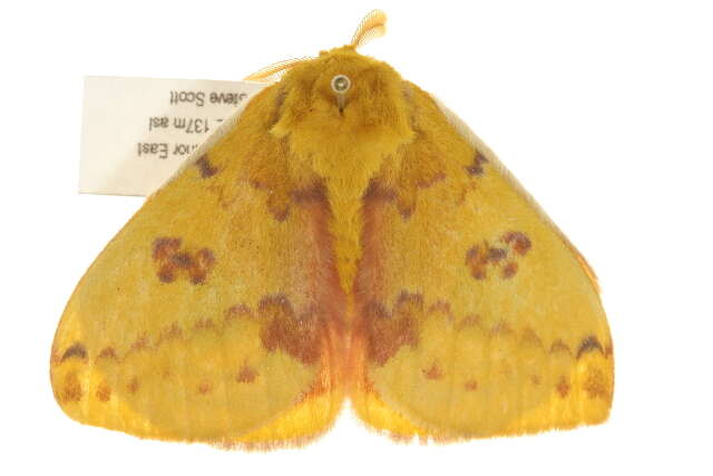 Image of Io Moth