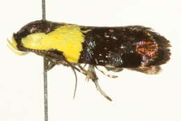 Image of grass miner moths