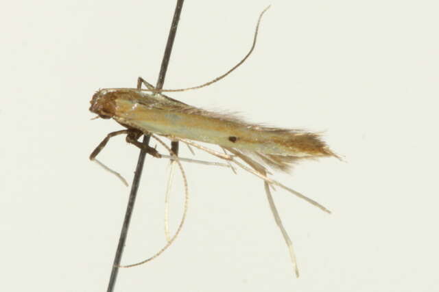 Image of Caloptilia violacella (Clemens 1860)