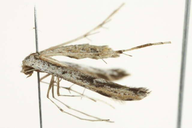 Image of Ragweed Plume Moth