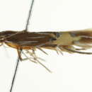 Image of <i>Cosmopterix floridanella</i>
