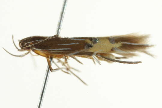 Image of <i>Cosmopterix floridanella</i>