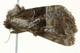 Image of Meropleon ambifusca Newman 1948