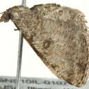 صورة <i>Digrammia gnophosaria</i>