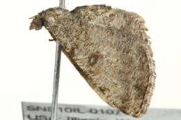 Image of <i>Digrammia gnophosaria</i>