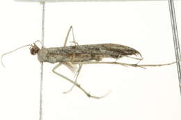 Image of Ragweed Plume Moth