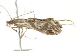 Image de Lineodes