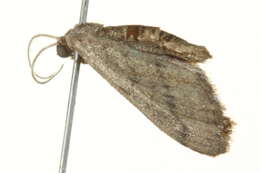 Image of Euacidalia sericearia Packard 1873