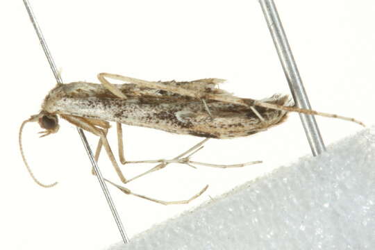 Image of Ragweed Plume Moth