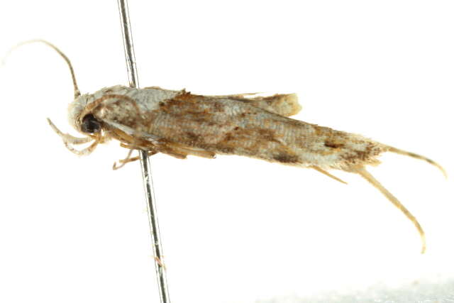 Image of Mompha murtfeldtella