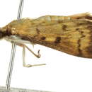 Image of <i>Herpetogramma fluctuosalis</i>