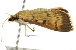 Image of <i>Herpetogramma fluctuosalis</i>