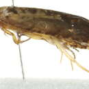 Image of <i>Eucosma ornatula</i>