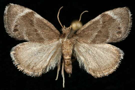 Image of Elegant Tailed Slug Moth