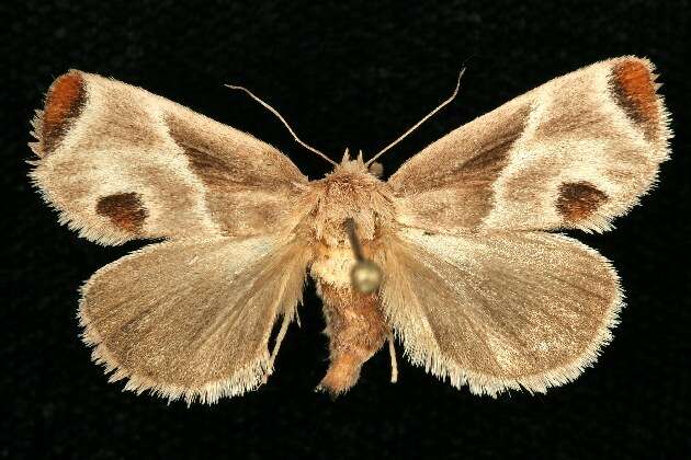 Image of Shagreened Slug Moth