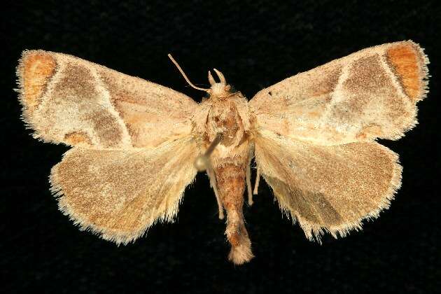 Image of Shagreened Slug Moth