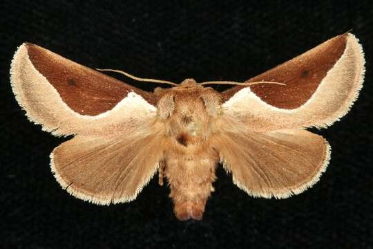 Image of Skiff Moth