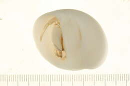Image of pale anemone hermit crab