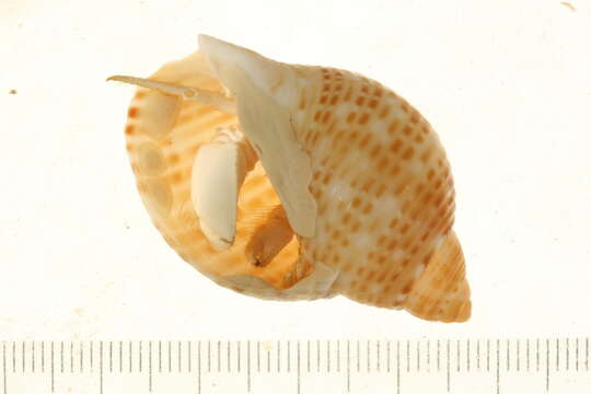 Image of pale anemone hermit crab