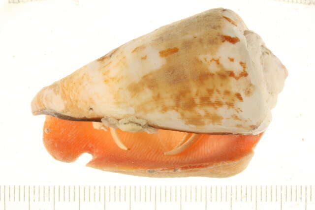 Image of pale anemone hermit crab