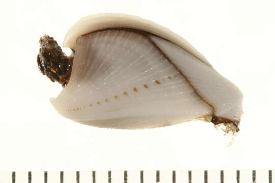 Image of Goose barnacle