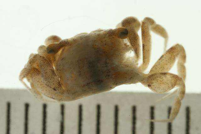 Image of Sand Bubbler Crab